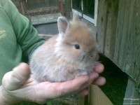 /album/kralik1/a1253780-zakrsly-kralik-levik-1-jpg1/