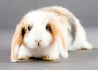 /album/kralik1/kralik-marble-jpg1/