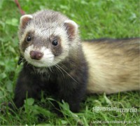 /album/fretka/a1436999-2-fretky-3-jpg/