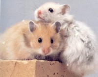 /album/skrecok/aaa-jpg/